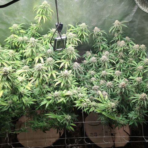 Red velvet f2 growlog timeline photo