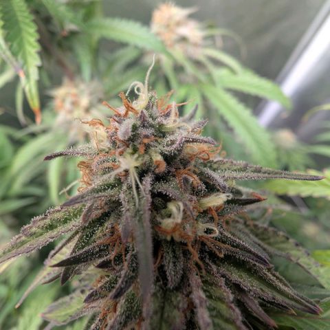Red velvet f2 growlog timeline photo