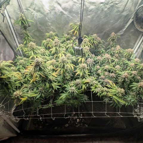 Red velvet f2 growlog timeline photo