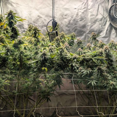 Red velvet f2 growlog timeline photo