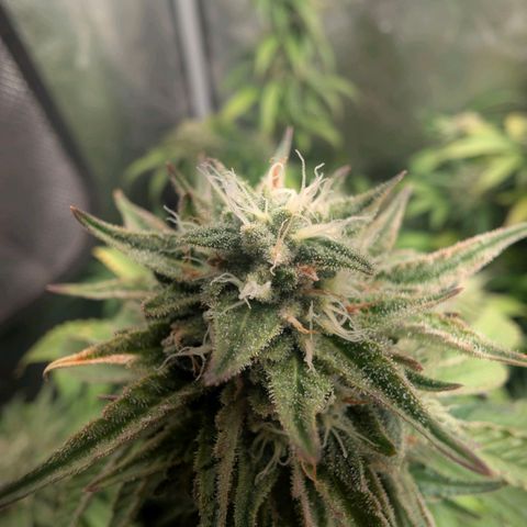 Red velvet f2 growlog timeline photo