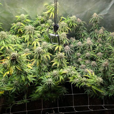 Red velvet f2 growlog timeline photo
