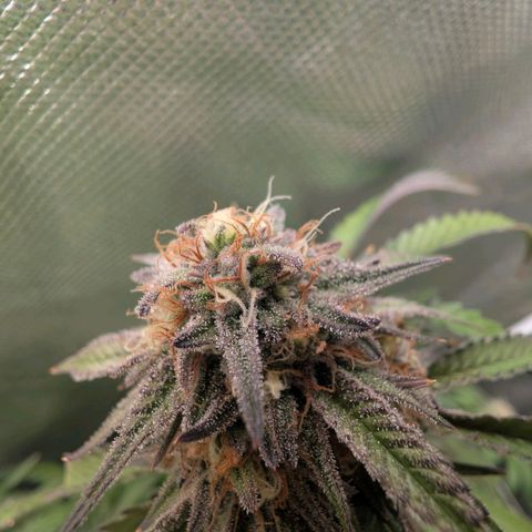 Red velvet f2 growlog timeline photo
