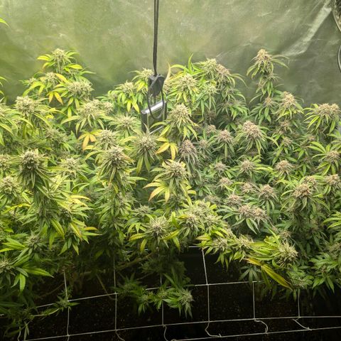 Red velvet f2 growlog timeline photo