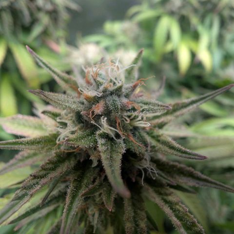 Red velvet f2 growlog timeline photo