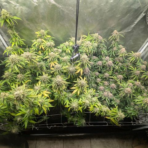 Red velvet f2 growlog timeline photo