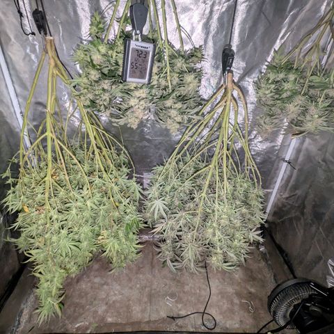 Red velvet f2 growlog timeline photo