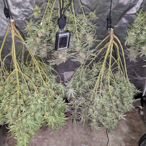 Red velvet f2 growlog timeline photo