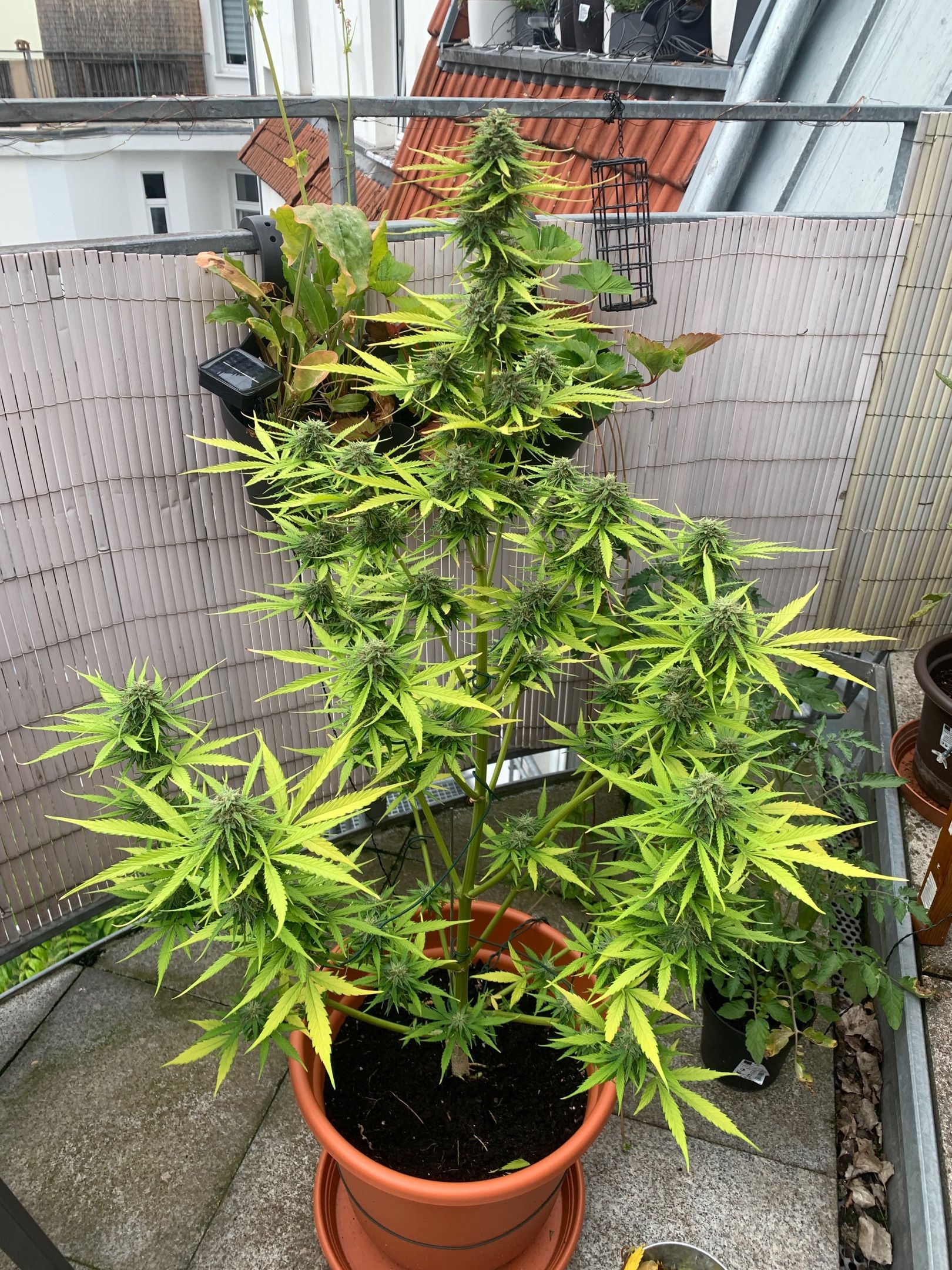 Purple Queen Automatic growlog header