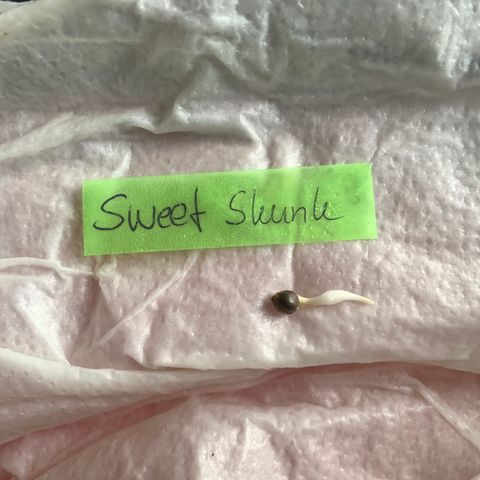 Sweet Skunk Automatic growlog photo: Gekeimter Samen in Anzuchttopf gepflanzt, mit einem eingeweichten Pflanzerdblock aus Kokosfasern