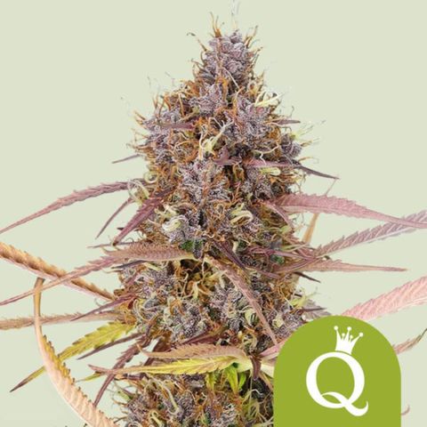 Purple Queen Automatic growlog photo