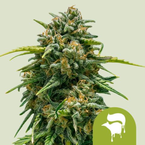 Sweet Skunk Automatic growlog timeline photo