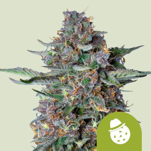Do-Si-Dos Automatic growlog timeline photo