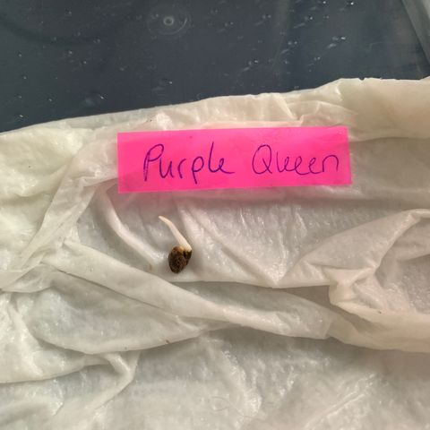 Purple Queen Automatic growlog photo