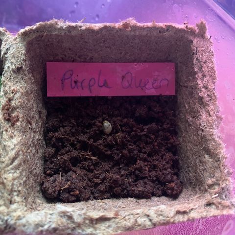 Purple Queen Automatic growlog photo