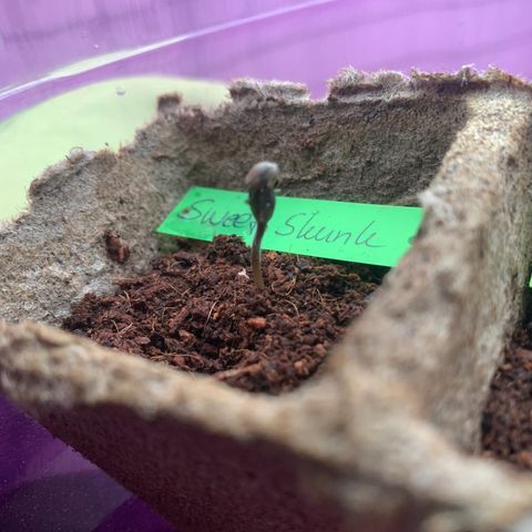 Sweet Skunk Automatic growlog timeline photo