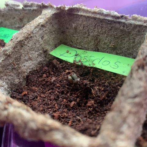 Do-Si-Dos Automatic growlog timeline photo