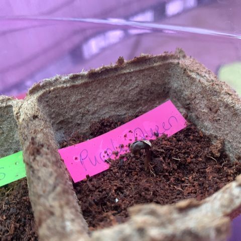 Purple Queen Automatic growlog timeline photo