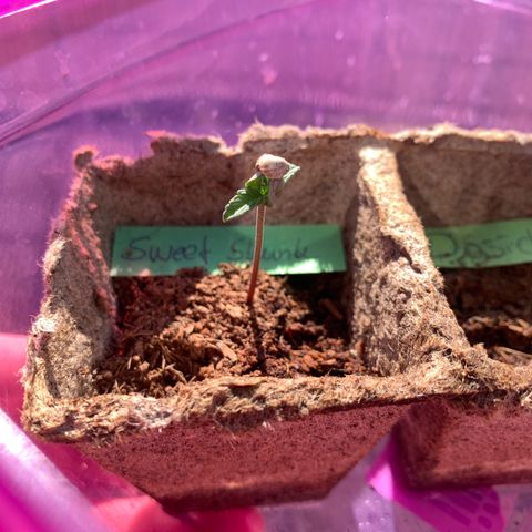 Sweet Skunk Automatic growlog timeline photo