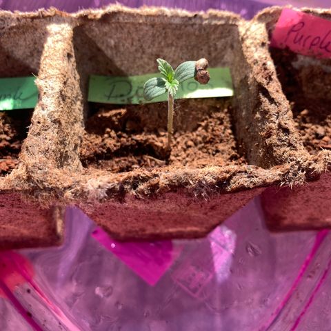 Do-Si-Dos Automatic growlog timeline photo