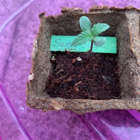 Sweet Skunk Automatic growlog timeline photo