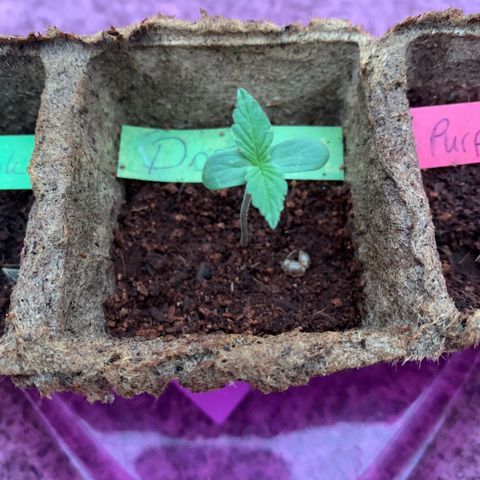 Do-Si-Dos Automatic growlog timeline photo