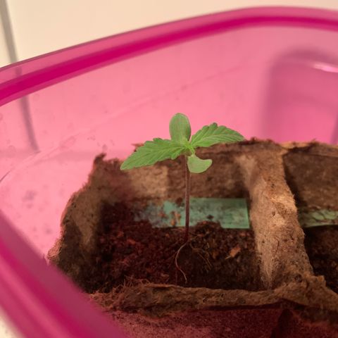 Sweet Skunk Automatic growlog timeline photo