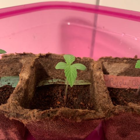 Do-Si-Dos Automatic growlog timeline photo