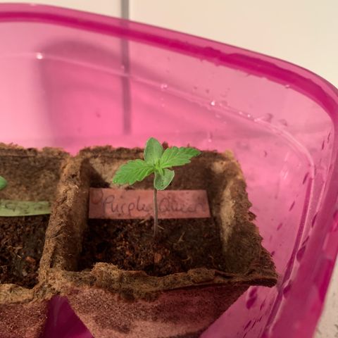 Purple Queen Automatic growlog timeline photo