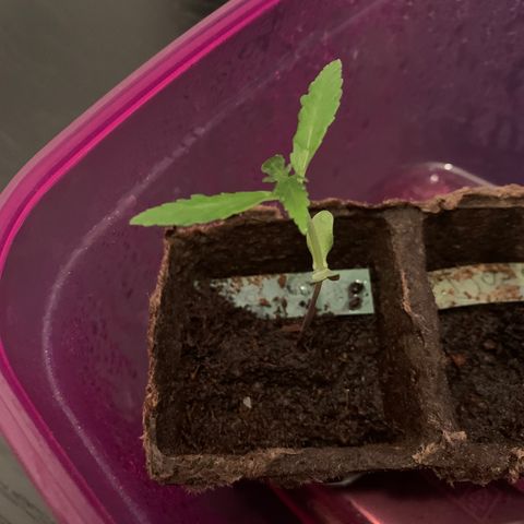 Sweet Skunk Automatic growlog timeline photo