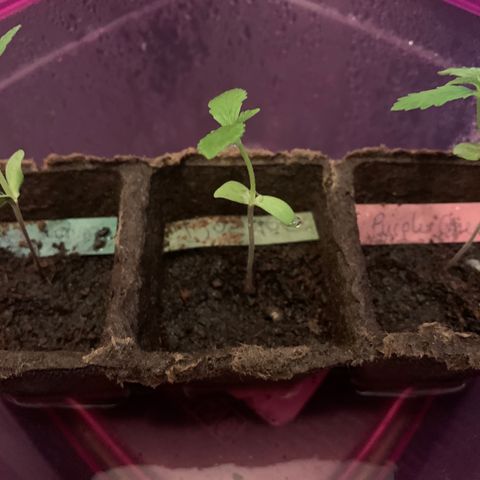 Do-Si-Dos Automatic growlog timeline photo