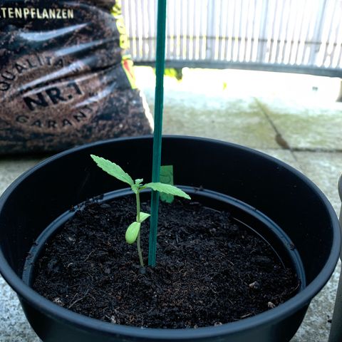 Do-Si-Dos Automatic growlog photo: Stab zur Wachstumshilfe beigefügt