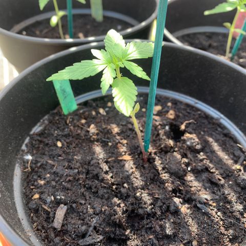 Sweet Skunk Automatic growlog timeline photo