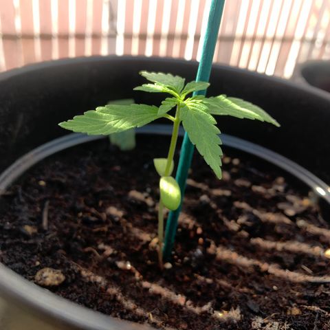 Do-Si-Dos Automatic growlog timeline photo