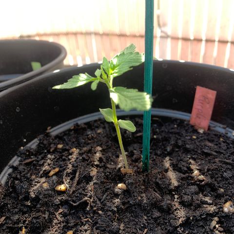 Purple Queen Automatic growlog timeline photo