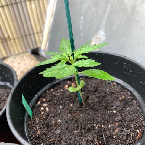 Sweet Skunk Automatic growlog timeline photo