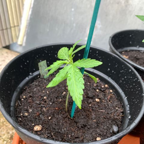 Do-Si-Dos Automatic growlog photo: Durch Sturm und Regen umgefallen, musste wieder aufgerichtet werden