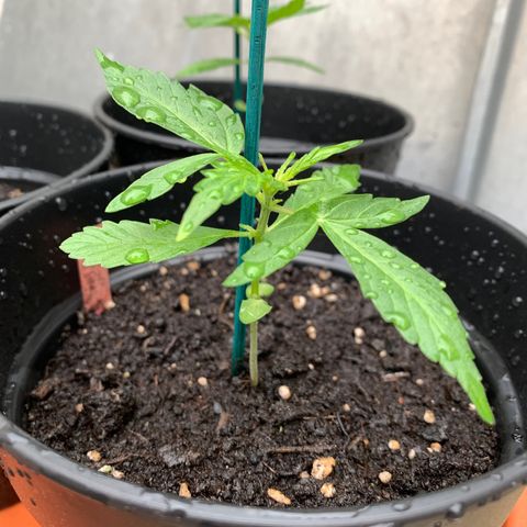 Purple Queen Automatic growlog timeline photo