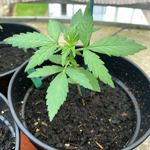 Sweet Skunk Automatic growlog timeline photo