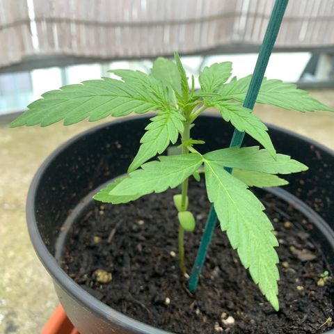 Do-Si-Dos Automatic growlog timeline photo