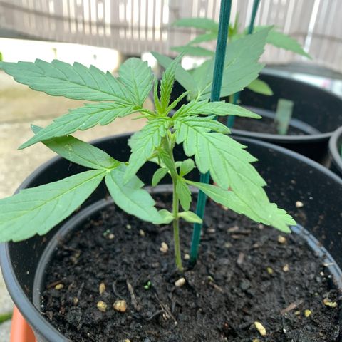 Purple Queen Automatic growlog timeline photo