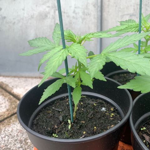 Sweet Skunk Automatic growlog timeline photo