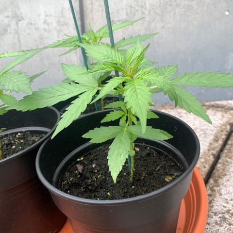 Do-Si-Dos Automatic growlog timeline photo