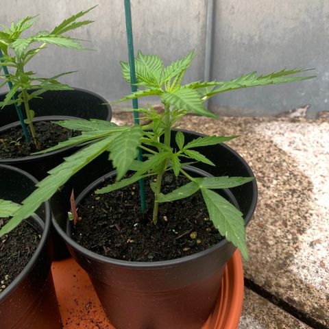 Purple Queen Automatic growlog timeline photo