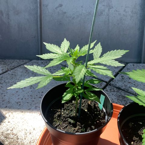 Sweet Skunk Automatic growlog photo: Umgetopft in 17L Topf, gleiche Erde wie vorher