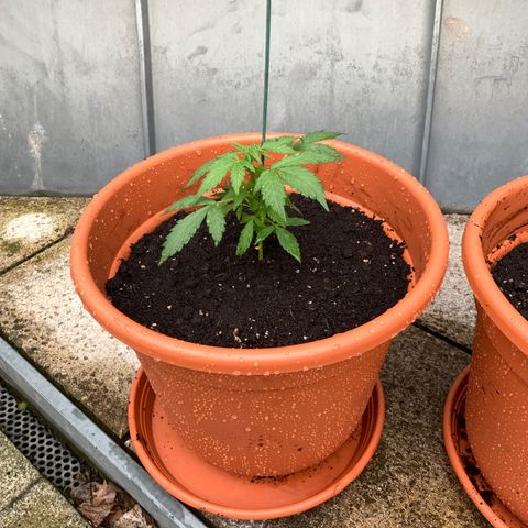 Sweet Skunk Automatic growlog photo: Umgetopft in 17L Topf, gleiche Erde wie vorher