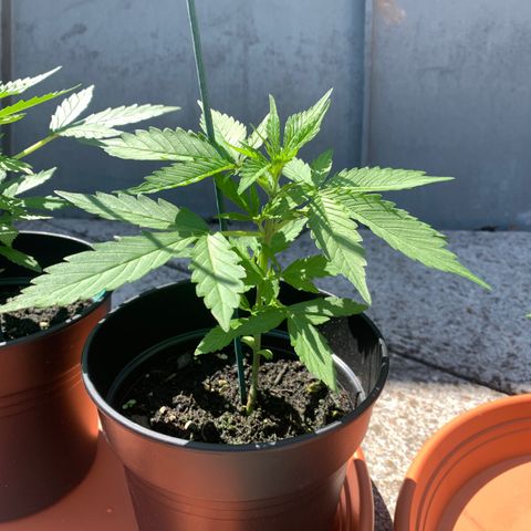 Do-Si-Dos Automatic growlog photo: Umgetopft in 17L Topf, gleiche Erde wie vorher