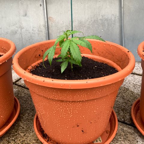 Do-Si-Dos Automatic growlog photo: Umgetopft in 17L Topf, gleiche Erde wie vorher