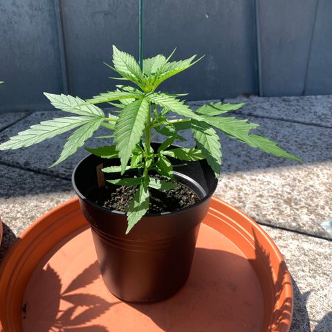 Purple Queen Automatic growlog photo: Umgetopft in 17L Topf, gleiche Erde wie vorher