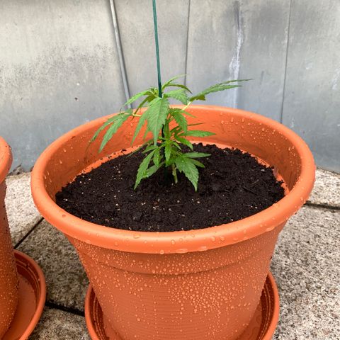Purple Queen Automatic growlog photo: Umgetopft in 17L Topf, gleiche Erde wie vorher